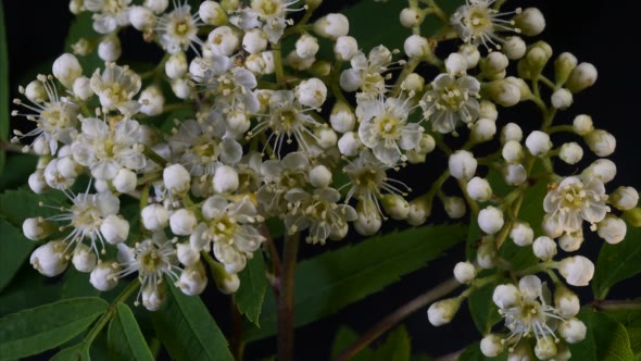 Rowan Flowers Bloom