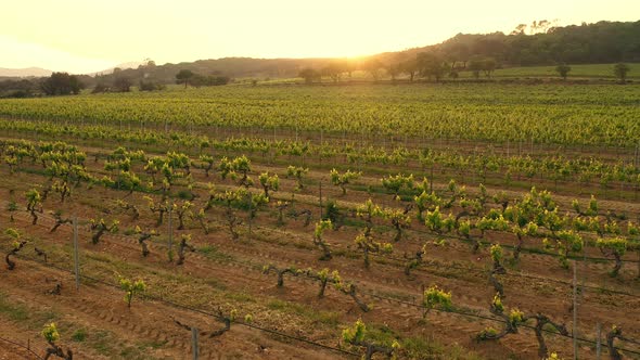 Grape Fields