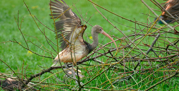 Bird After Rain