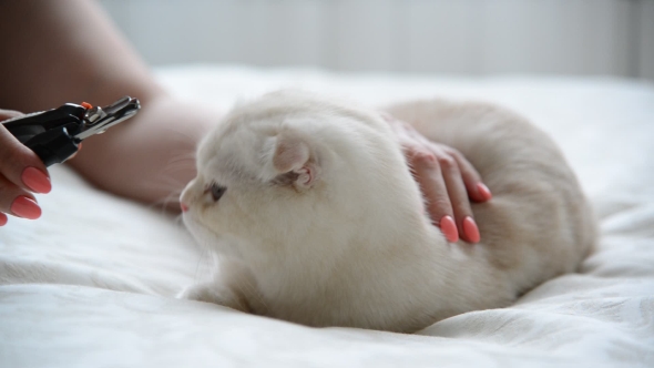 Woman Trying To Trim The Cat's Claws