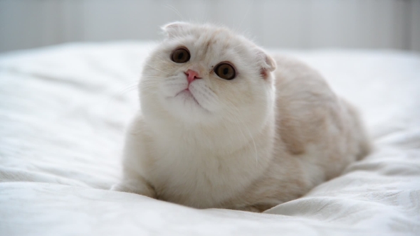 Beige Scottish Fold Kitten 7 Month Lay Back On Couch