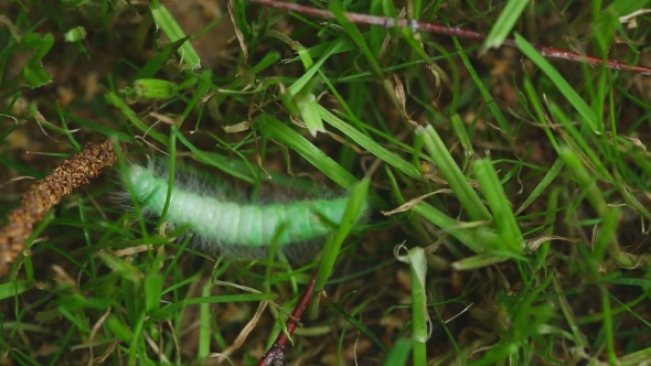 Hairy Green Caterpillar