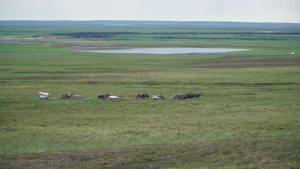 Reindeer Caravan Goes On The Tundra