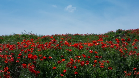 Poppy Field