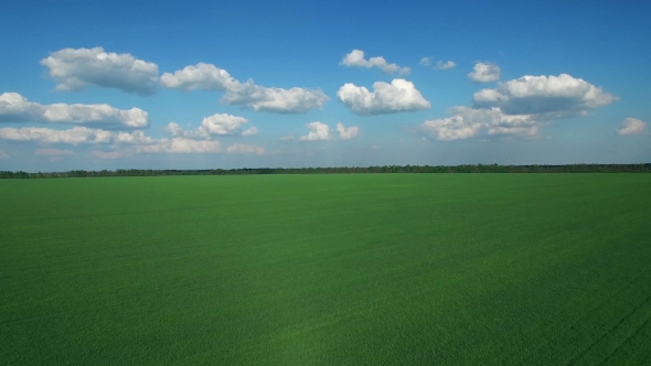 Green Grass Field