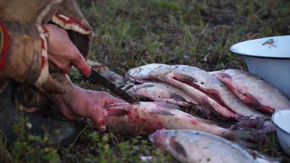 Nenets Woman Handles The Fish. Tundra, The Yamal Peninsula.