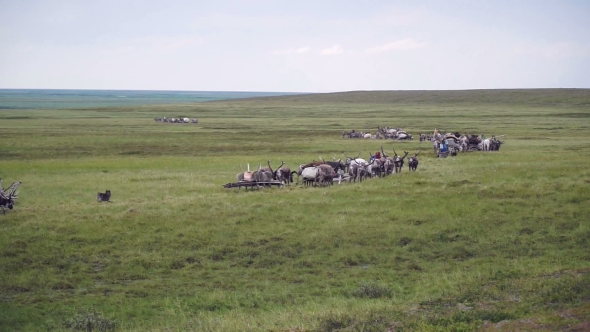 Reindeer Caravan Goes On The Tundra