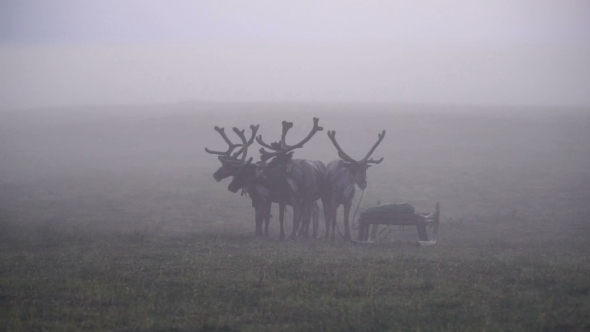 Deers In Mist. Tundra, Polar Day.