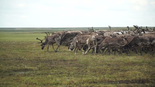 A Herd Of Deer In The Tundra. The Yamal Peninsula. 