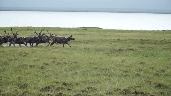 Riding a Reindeer. Herders Of The Yamal Peninsula. 