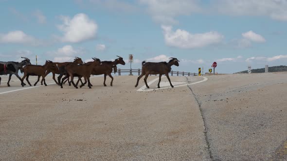 Herd of goats crossing road, Serra da Estrela in Portugal. Static view