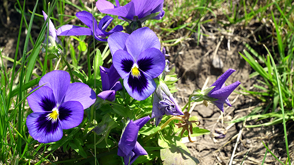 Lilac Flower Viola