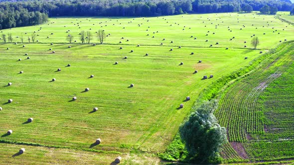 Sheaves of hay on green field in summer, Poland