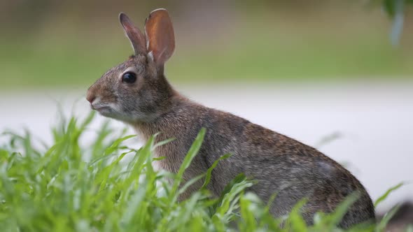 Grey Small Hare Eating Grass on Summer Field