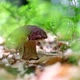 White Mushroom in Summer Forest - VideoHive Item for Sale