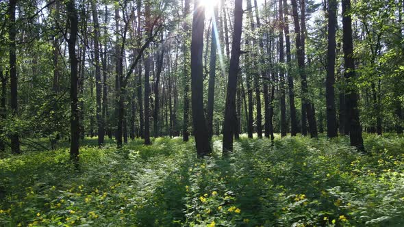 Summer Forest with Pine Trees Slow Motion