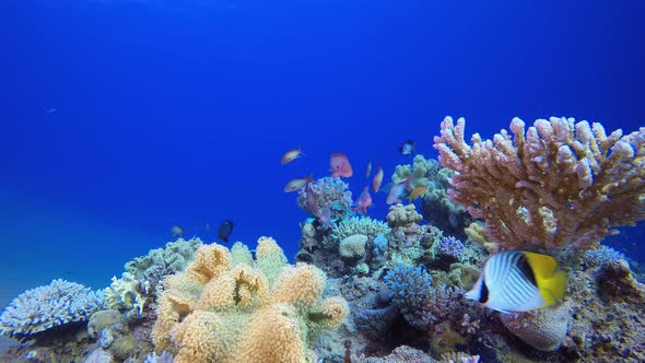 Beautiful Tropical Coral Garden