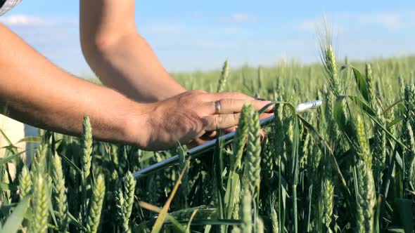 An agronomist with a digital tablet works on a smart wheat farm. Agriculture concept.