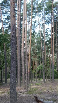 Vertical Video of Beautiful Green Forest By Day