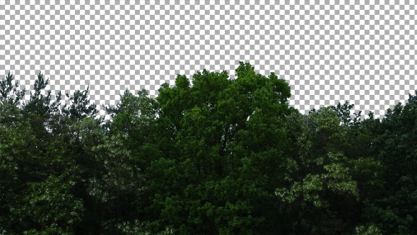 Real Trees Isolated 6