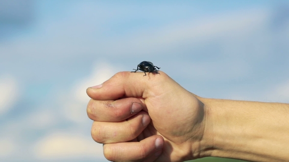 Black Beetle Crawling On Hands On Sky Background. Slowly