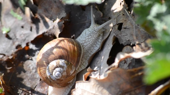 Snail Crawling On Dry Leaves 