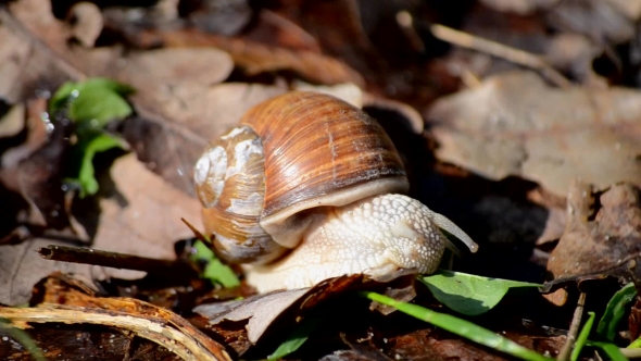 Snail Eats Green Leaf 