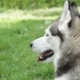 Portrait Of a Siberian Husky . - VideoHive Item for Sale