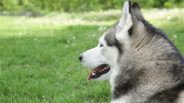 Portrait Of a Siberian Husky .