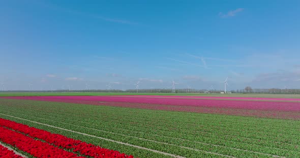 Rows of Yellow, red and Pink Tulips in Flevoland The Netherlands with wind turbines spinning.