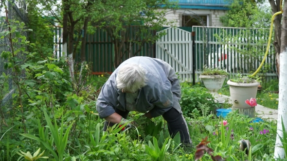 Old Woman Working In The Garden