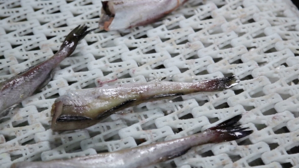 Seafood Processing Factory Preparing Fresh Fish