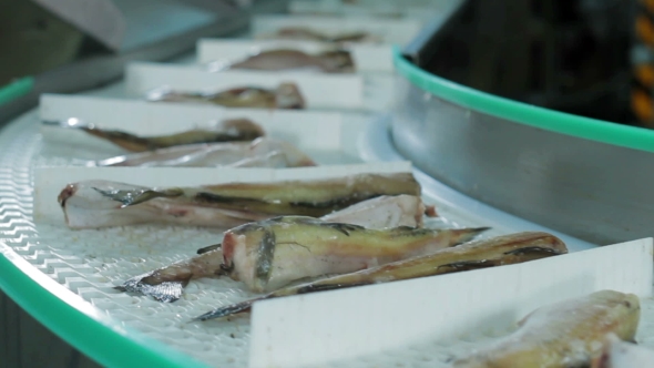 Fish Factory Seafood Production