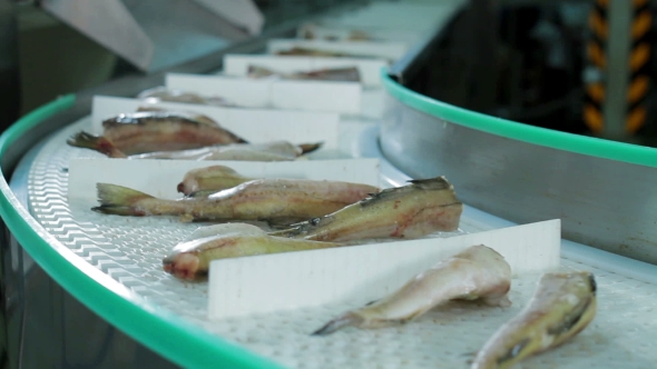 Seafood Processing Factory Preparing Fresh Fish