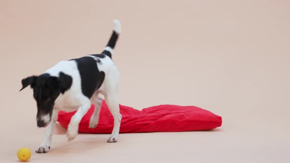 A Smooth Fox Terrier Lies on a Red Pillow Plays with a Yellow Rubber Ball Gnaws at It