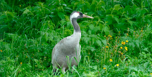 Bird Grey Crane