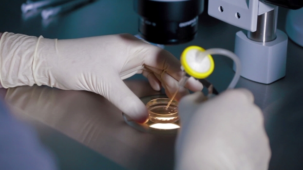 Doctor Using Microscope To Fertilise Human Egg