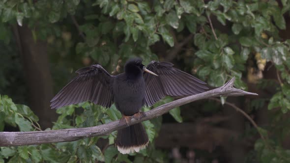 Male anhinga bird sits on tree branch, spreads wings and turns head