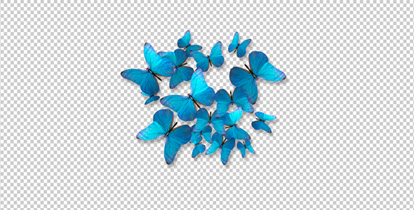 Group of Blue Butterflies alt