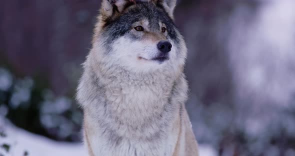 Portrait of Beautiful Norwegian Wolf in Frosty Forest