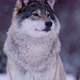 Portrait of Beautiful Norwegian Wolf in Frosty Forest - VideoHive Item for Sale