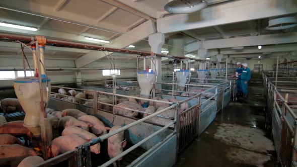 Veterinarian Doctors Examining Pigs At a Pig Farm