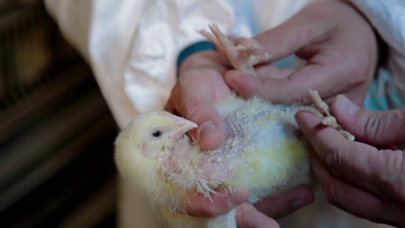Veterinarian Working On Chicken Farm