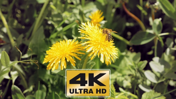 Bee On The Yellow Flower In The Wild Environment