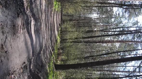 Vertical Video of a Road in the Forest Slow Motion