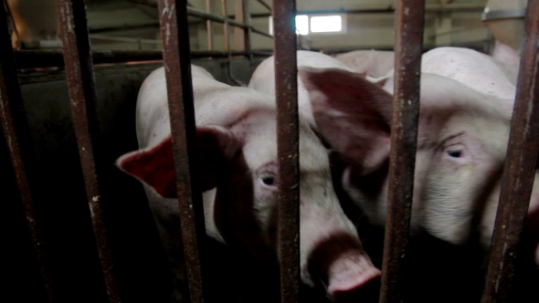 Intensively Farmed Pigs In Batch Pens