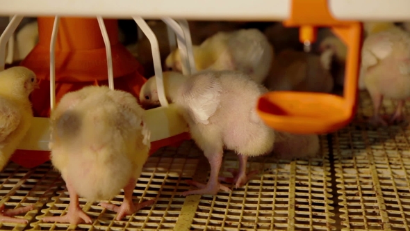 Intensive Factory Farming Of Chicks Broiler Houses