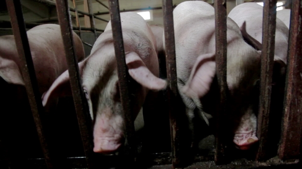 Intensively Farmed Pigs In Batch Pens