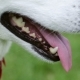 Tongue And Teeth Of Siberian Husky - VideoHive Item for Sale