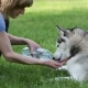 Woman Gives To Drink Her Dog In The Park - VideoHive Item for Sale